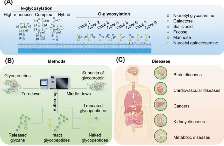 Figure 1. Overview of Protein Glycosylation and Intact Glycopeptides Figure 1. Overview of Protein Glycosylation and Intact Glycopeptides